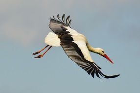 flying elegant stork in the sky close up