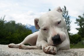 dogo argentino lies on the road