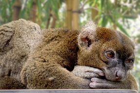 Bamboo Lemur