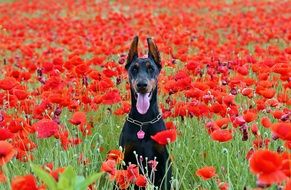 Doberman on a red poppy field