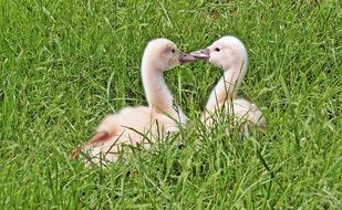 swan chick in green grass