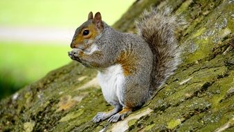 gray squirrel sitting on a tree with a nut in his hands