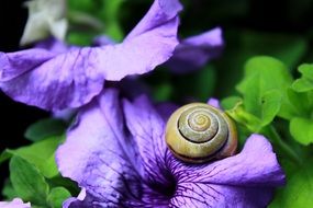 snail shell on the purple flower among green plants