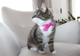 kitten with ribbon on neck