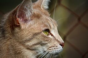 profile portrait of a cute red cat
