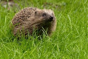 forest hedgehog among high green grass close up