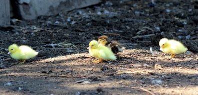 cute yellow ducklings