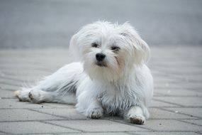 wonderful and beautiful Small Dog