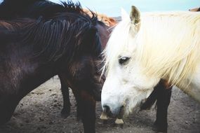 Picture of black and white Horses