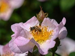 bee sitting on a wild rose flower