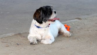 white Dog Play Ball Outdoors