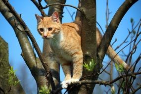 portrait of red cat on the tree