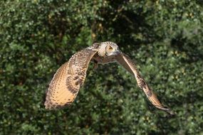 bird of prey in flight on a sunny day