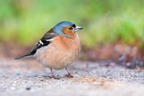 little bird with blue head