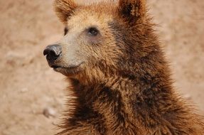 portrait of brown bear face