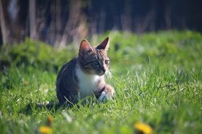 hunting domestic cat