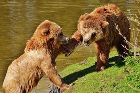 bears playing on the lakeside