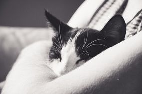 woman holding black and white cat