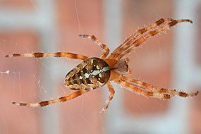 brown arachnid close up