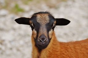 portrait of young Sheep animal in Wildpark