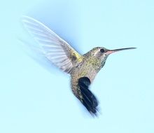 portrait of a flying hummingbird