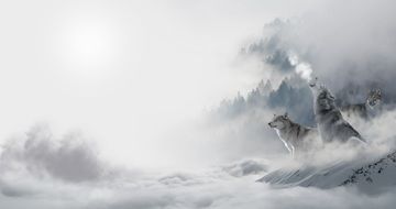 Wolves in Snow Landscape