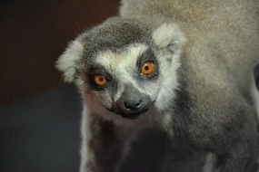 yellow eyed Lemur looking straight