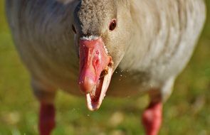 eating goose on the meadow close-up on blurred background