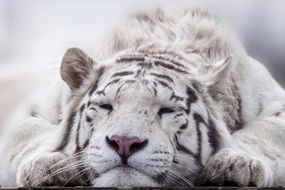 sleeping bengal tiger