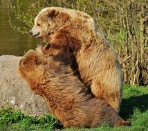 brown bears playing in the wildpark