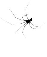 graphic image of a black spider