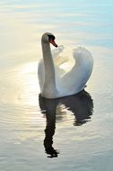 majestic swan on water in sunlight