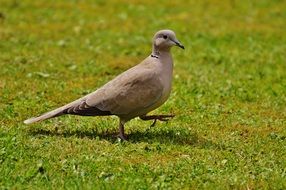 Collared bird on grass