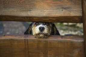 portrait of Dog Fence Rails