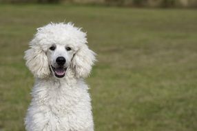 White Poodle dog