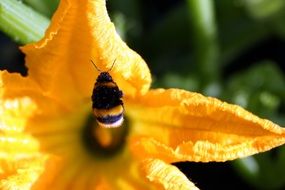 insect in yellow zucchini flower