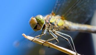 beautiful dragonfly is sitting on a stick