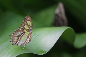 exotic filigree butterfly on the green leaf