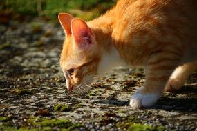 picture of the orange kitten