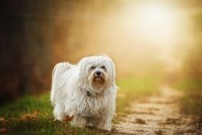 white dog is standing on the path