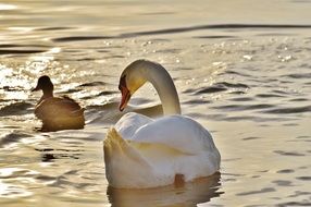 swan and duck on lake