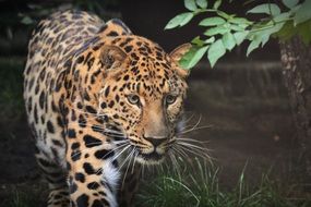 javanese leopard in the wild