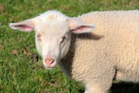 cute lamb on the spring meadow