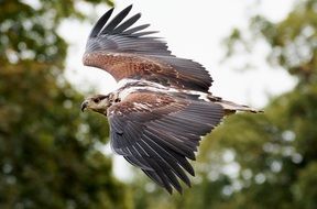 African Eagle bird in a flight