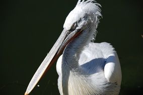 Water Pelikan bird close-up