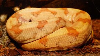 Boa imperator snake curled up