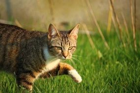 walking tiger cat outdoor close-up on blurred background