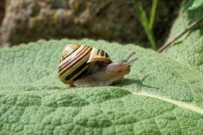 snail on the green leaf