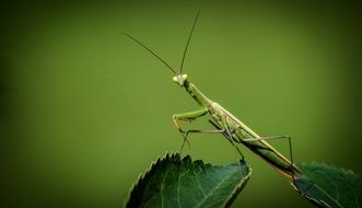 mantis insect on a green leaf