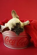 puppy in a coke can